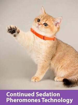 4 Pack Calming Collar for Cats, Cat Collars Efficient Relieve Reduce Anxiety Stress,Make Comfortable Relaxed,Pheromones Collar, Cat Calming Collar Kitten Supplies, Lasting 60 Days, Orange