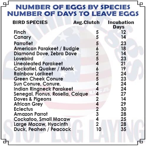 4 Medium Parrot Control Laying! 1.5" x 1.25" (3.7 x 3cm) Non-Toxic Solid Plastic Fake Bird Eggs African Grey, Eclectus, Azn, Small Cockatoo or Macaw. Ship Fast!