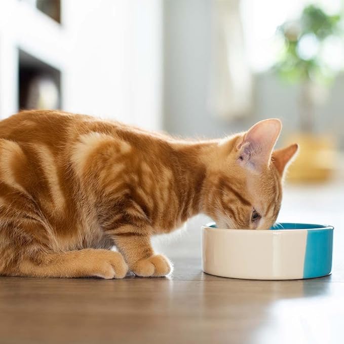 Friskies Lil' Gravies Cat Food Topper Pouches - 4 Flavor 8 Count Variety - (2) Each: Turkey, Savory Salmon, Roasted Chicken, Roast Beef (1.55 Ounces) Plus Catnip Toy and Fun Facts Booklet Bundle