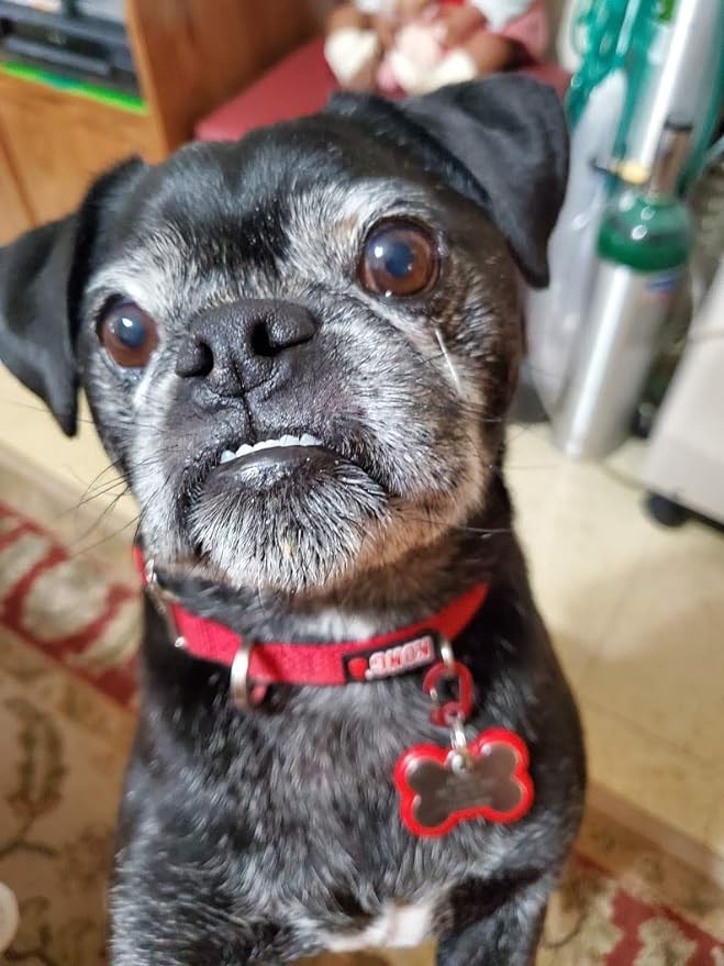 LuckyPet Klippy Pet Tag Quick Clips - Efficient Pet Tag Clips for Collars - Secure ID Tags with Quick Clips - Cat & Dog Collar Rings for Pet Safety - Easy Attachment and Removal - Silver, 2 Pack