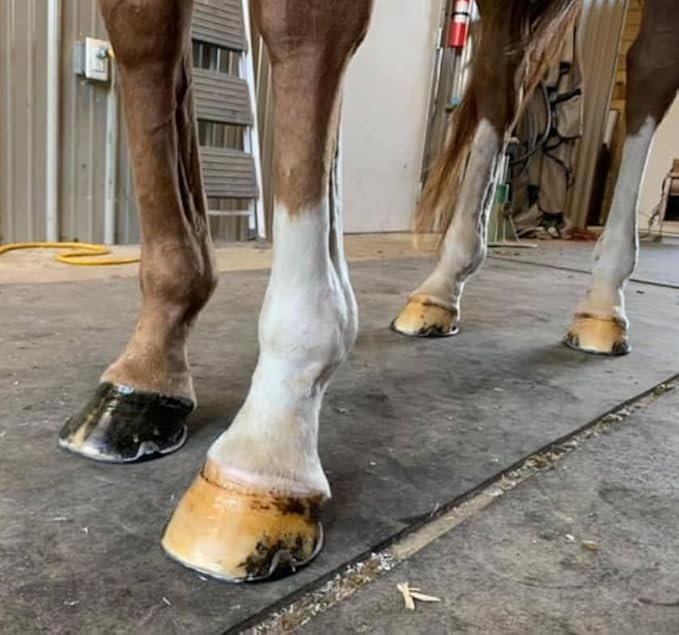 Elemental Equine Hoof Armour 16oz Hoof Dressing for Horses - Conditions and Retains Natural Hoof Moisture While Protecting Against External Environmental Damage