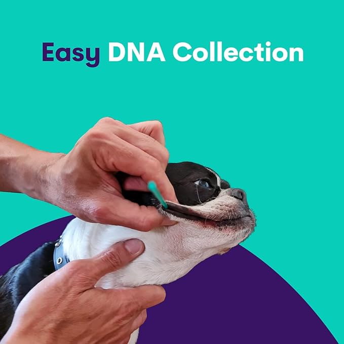 ORIVET Dog DNA Test Kit - Beagle Full Breed Profile | Puppy Testing Against 250 Medical Health Risks & Traits | Genetic Fingerprint & Wellness Plan | at Home Cheek Swab | Quick Results