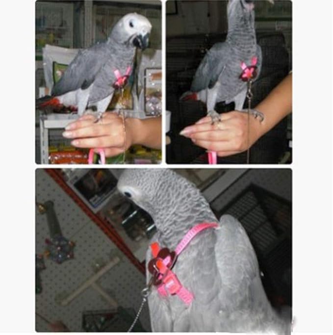 Bonaweite 2 Pack Adjustable Harness Leash, Pet Birds Nylon Anti-bite Training Hraness Outside Walk for Parrot African Grey Cockatoo Macaw Ringneck Parakeet Cockatiel Reptile Lizar