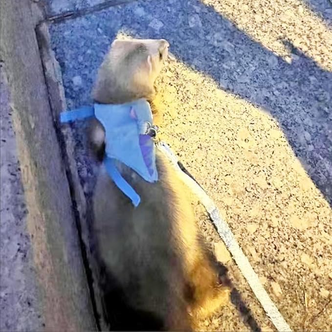 Denim Ferret Harness and Leash Set Small Animals Vest Harness with Safe bell and Wings Walking clothes for Baby Rabbit Guinea pig Teacup Chihuahua Mouse and other Small pet. (C)