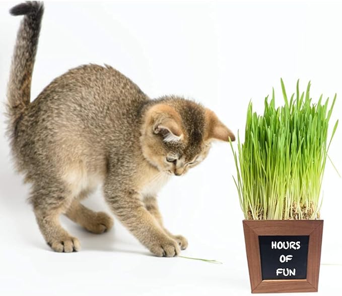 Organic Indoor Cat Grass Kit - 3 Wooden Planters, Certified Seeds, and Premium Soil for Happy Cats. Delight Your Feline Friends with The Ultimate Cat Grass Experience! Ideal Gift for Cat Lovers.