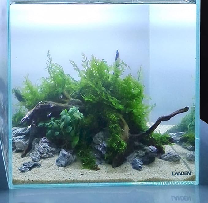 LANDEN Namale Aquarium Sand 2L(Approx 7 lbs), Super Natural for Aquarium Landscaping, Cosmetic Sand for Plant Tank, Fine Grain Natural Color River Sand for Freshwater or Blackwater Biotope Tank