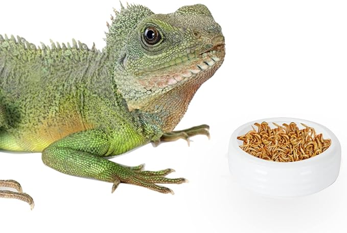 Reptile Food Bowls Ceramic Round Reptile Water Food Dish, Pet Food Bowl for Lizards, Small Snakes, Gecko Tortoise Spider, Young Bearded Dragons (White, Small 1Pack)