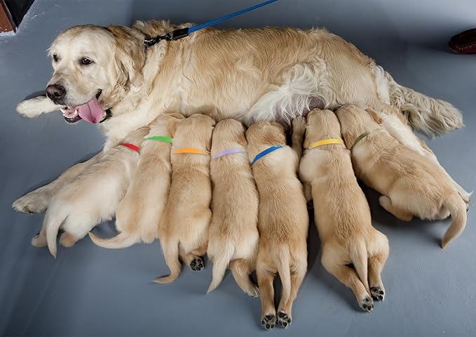 Safe 18 PCS Puppy Collars for Small Puppies Litter Set,18 Colors Soft Nylon Breakaway Small Dog Collar,Adjustable Whelping Supplies Collar(S)