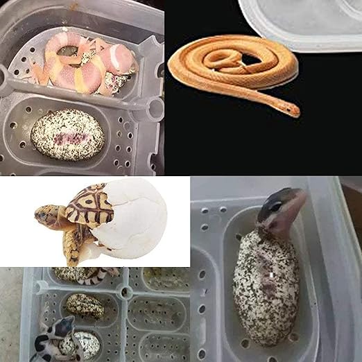 Reptile Egg Incubator Professional Hatcher Hatching Box Case Tray Plastic Breeding Incubator for Hatching Snake,Lizards, Reptiles,Gecko(16 Slots Without Thermometer)