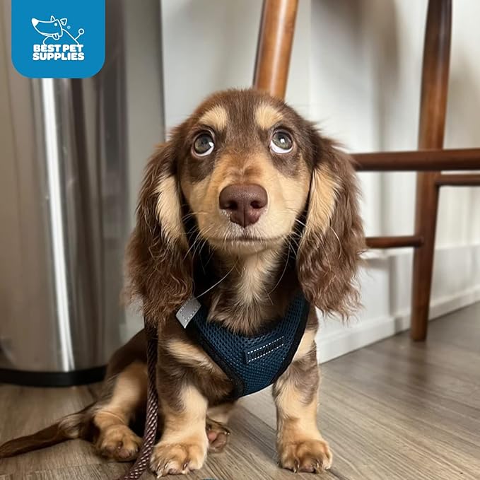 Best Pet Supplies Voyager Step-in Air Dog Harness - All Weather Mesh Step in Vest Harness for Small and Medium Dogs and Cats - Harness (Blue/Black Trim), XXXS (Chest: 9.5-10.5'' * Fit Cats)