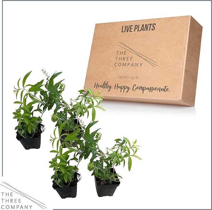 Live Aromatic and Healthy Herb - Lemon Verbena (4 Per Pack) - Naturally Improves Sleep Quality - 6" Tall by 4" Wide in 1 Pint Pot