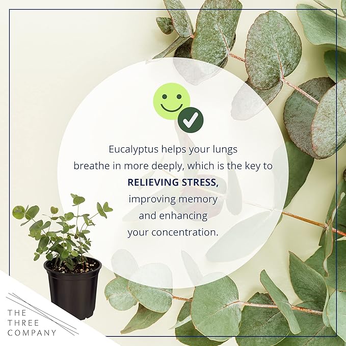 Live Aromatic and Healthy Herb - Eucalyptus (4 Per Pack) - Assorted Varieties, Natural Air Purifier, 10" Tall by 3" Wide