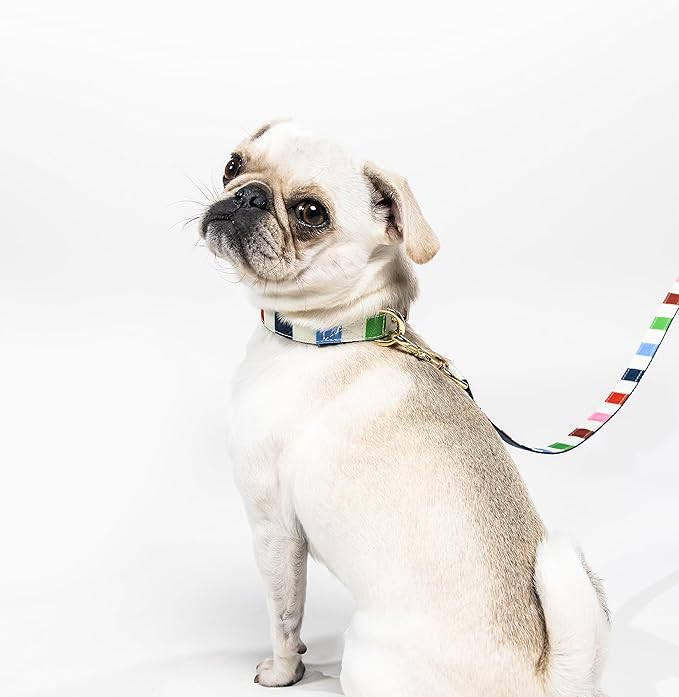 Kate Spade New York Cute Dog Collar, Gold Metal Buckle Dog Collar, 11.5" to 15" Adjustable Dog Collar for Female or Male Dogs, Stylish Dog Collar for Small and Medium Breeds (Adventure Stripe)