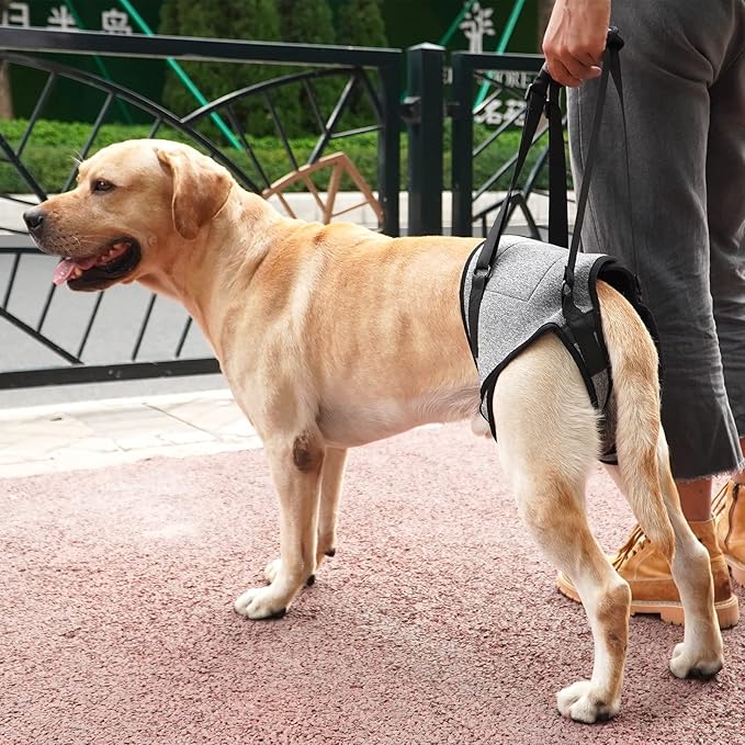 Dotoner Dog Sling for Large Dogs Hind Leg Support to Help Rehabilitate The Hind Limbs of Elderly Dogs with Weak Hind Legs Disabilities and Injuries Dog Harness Helps Arthritis ACL Recovery(XL,Grey)