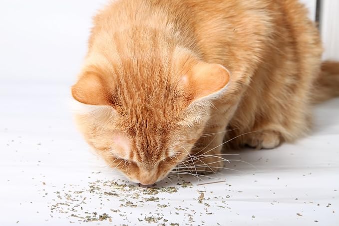 Organic Catnip by Cat Kush, Safe Premium Blend Perfect for Cats, Instilled with Maximized Potency your Kitty is Guaranteed to Go Crazy for! (1 Cup)
