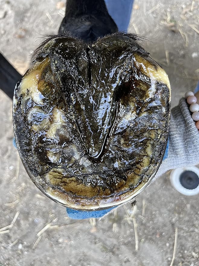 Hoof Oil - All Natural Hoof Conditioner for Horses with Hoof Oil Brush Applicator - Strengthens, Moisturizes and Treats Hoof Problems - 16 fl oz.