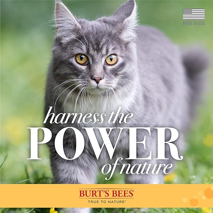 Burt's Bees for Pets Naturally Derived Kitten Tearless Shampoo with Buttermilk, Cat Shampoo, Kitten Shampoo for Cats - Cat Grooming Supplies, Cat Bath Supplies, 10 Fl Oz - 2 Pack