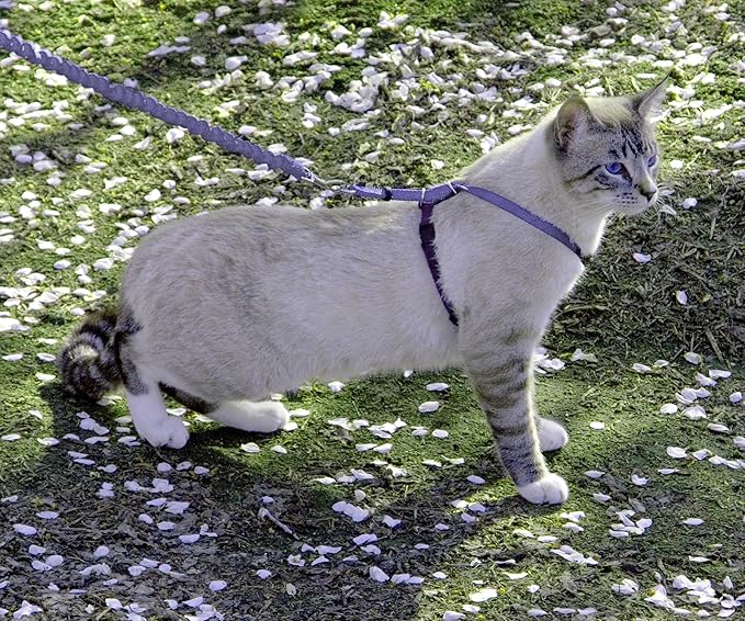 PetSafe Come with Me Kitty Harness and Bungee Cat Leash, Medium, Lilac