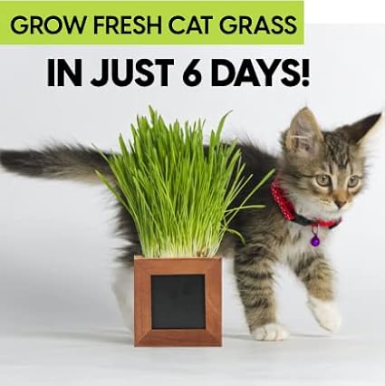 Organic Indoor Cat Grass Kit - 3 Wooden Planters, Certified Seeds, and Premium Soil for Happy Cats. Delight Your Feline Friends with The Ultimate Cat Grass Experience! (Catgrass Refill Kit)