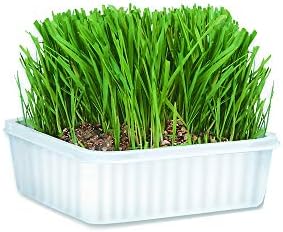 Cat Grass Plus Kit, 528 Oz Bundled With Pet Nail Clipper, Grow Lush Indoors, With Seeds Potting Mix, Promotes Digestion Prevents Hairballs - [Pack Of 3]