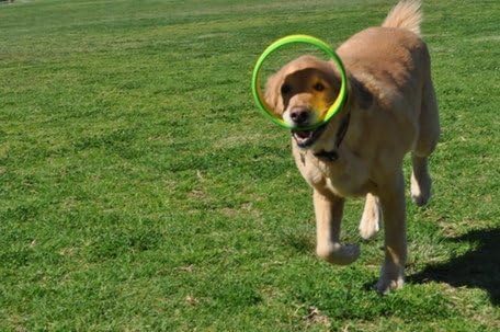 Dog Ring Launcher, Starter Pack Launcher + 3 Standard Rings