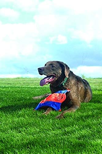 Chuckit! Flying Squirrel Fetch Dog Toy, Size Medium (9.5" Diameter), Orange & Blue, for Medium Dog Breeds & Indoor Fetch Ball Dog Toy (4.75 Inch), Orange and Blue