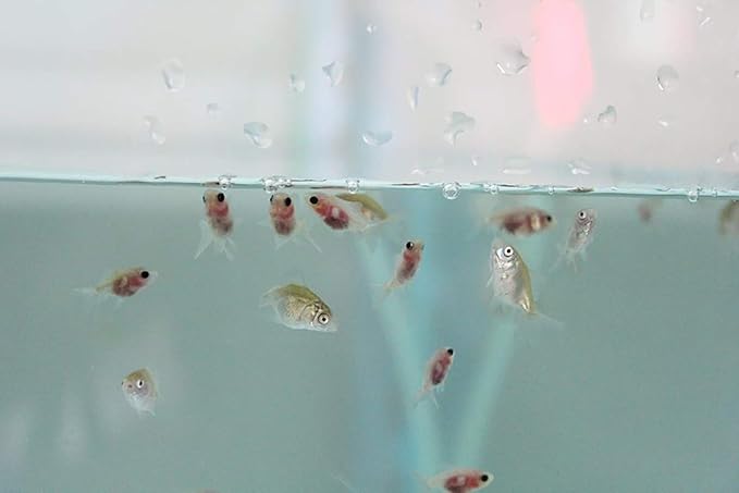 UTH Fish Food Fresh Eggs Fairy Shrimp (250000+Egg) 3 g. Best Tropical Fish Food Grow Faster & Color Enhancer Slow Sinking Like Pellets High Protein 64% for All Small Baby Fry Newborn Fish Feed