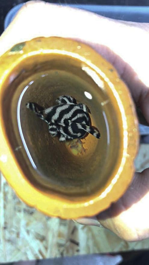 Plecoceramics Aquarium pleco breeding cave Fish Tank Decorations Small Size (1 pcs)