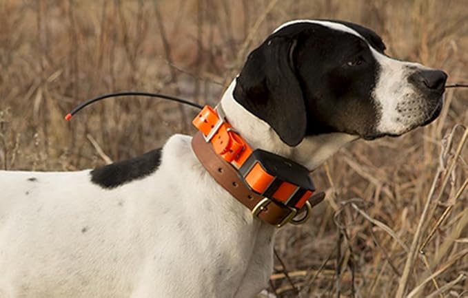 Sparky Pet Co - ECollar Replacement Strap - Bungee Dog Collar - Waterproof - Adjustable - Secure Nexus Wheel Lock - for Electronic Training & Invisible Fence Systems - 3/4" (Neon Orange)