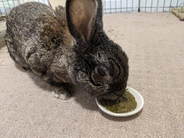 Sherwood Pet Health Rabbit Emergency kit and Bulk Recovery Food (Small kit)
