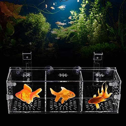 GLOGLOW Aquarium Breeder Box, Transparent Acrylic Fish Isolation Box Fish Hatchery Incubator Holder for Newborn Fry Shrimp Guppy Clownfish(30CM*10CM*10CM)