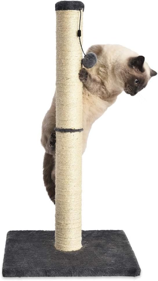 Amazon Basics Cat Scratching Post, Medium, 15.75" x 15.75" x 31.5"H, Grey