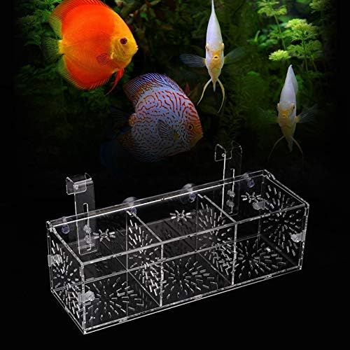 GLOGLOW Aquarium Breeder Box, Transparent Acrylic Fish Isolation Box Fish Hatchery Incubator Holder for Newborn Fry Shrimp Guppy Clownfish(30CM*10CM*10CM)