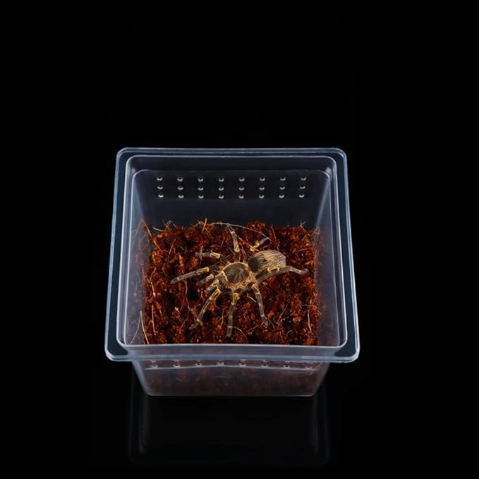 20 Pcs Spider Terrariums Breeding Box Hatching Container Acrylic Feeding Box for Small Reptile Scorpion Centipede Insect (Small Size)