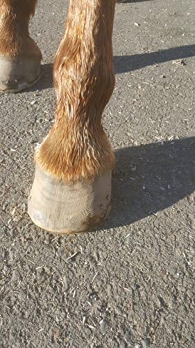 Horse White Line Gel for Equine Hoofs | Effective On Abscesses & White Line Hoof Disease