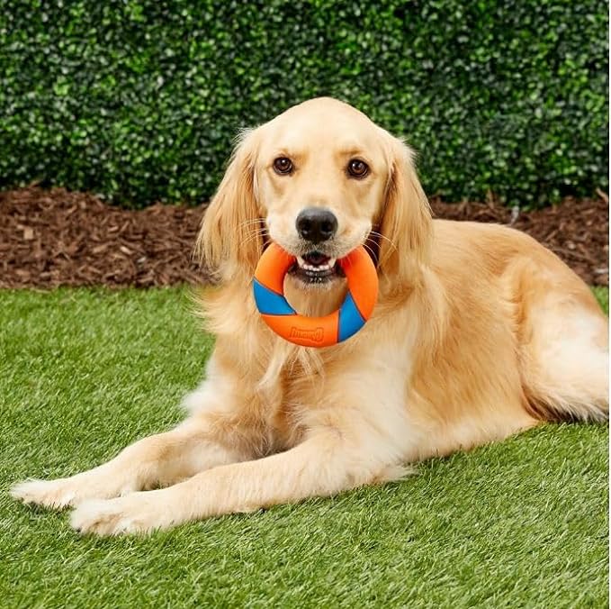 Chuckit! Ultra Squeaker Ring Dog Toy, Outdoor Fetch and Chase Toy for All Breed Sizes, multi-color