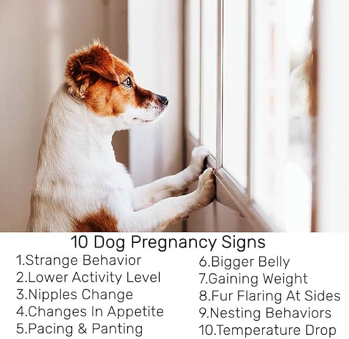 Dog Pregnancy Test Kit at Home, White, Fast and Accurate Detection, Pregnancy Tests Strip for Dog Disposable Pet Clinic Equipment