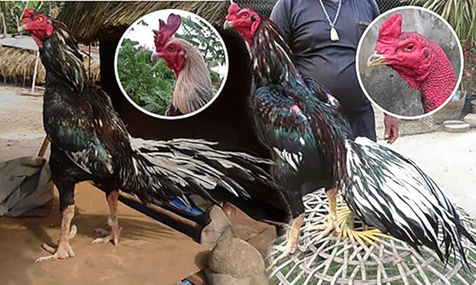 POWER PLUS 100 TABLETS, Fast Increasing Energy Formula Rooster Booster Vitamins Health Chicken Supplement for Good Health, Build Muscle, Blood, Power Feed Poultry Bird Fighting Gamecocks Hen Food