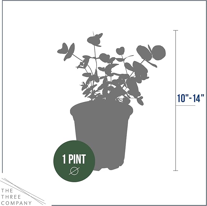 Live Aromatic and Healthy Herb - Eucalyptus (4 Per Pack) - Assorted Varieties, Natural Air Purifier, 10" Tall by 3" Wide