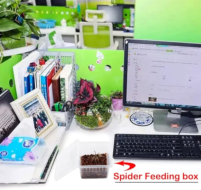 20 Pcs Spider Terrariums Breeding Box Hatching Container Acrylic Feeding Box for Small Reptile Scorpion Centipede Insect (Small Size)