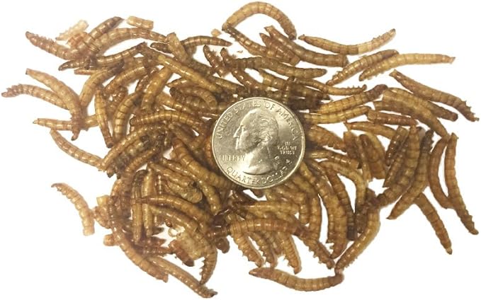 TradeKing 5 lb Dried Mealworms - High Protein Treat for Wild Birds, Chicken, Fish & Reptiles