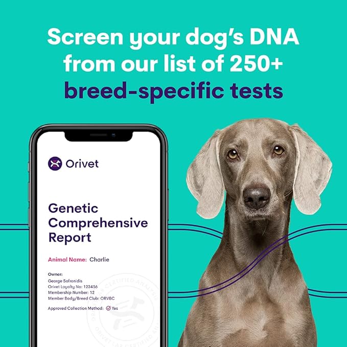ORIVET Dog DNA Test Kit - Australian Shepherd Full Breed Profile | Puppy Testing Against 250 Medical Health Risks & Traits | Genetic Fingerprint & Wellness Plan | at Home Cheek Swab