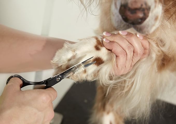 Andis Straight Shears, Right-Handed, Professional Dog and Cat Grooming