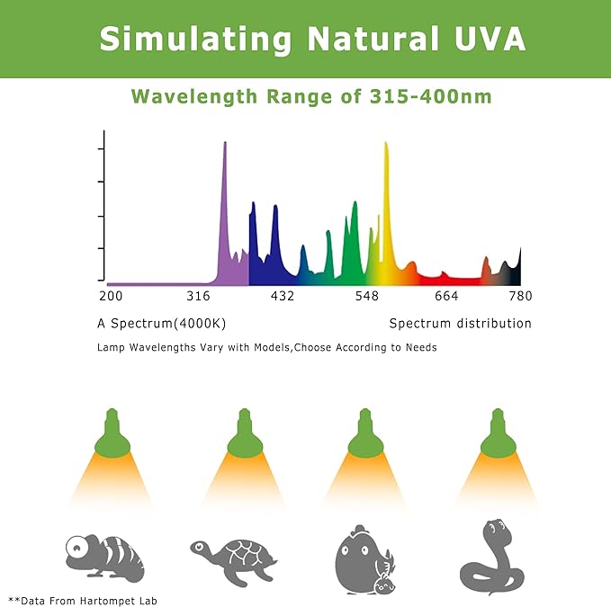 Reptile Heat Lamp Bulbs 75W E26 - UVA Basking Spot Light for Reptiles - Simulated Sunlight for Bearded Dragon, Lizard, Tortoise, chickss and More | 2 Pack