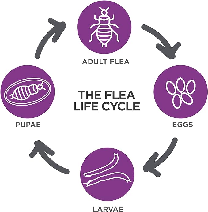 TevraPet Actispot II Flea Treatment for Small and Medium Cats 5-9 lbs | 6 Doses | Powerful Prevention and Control, Clear