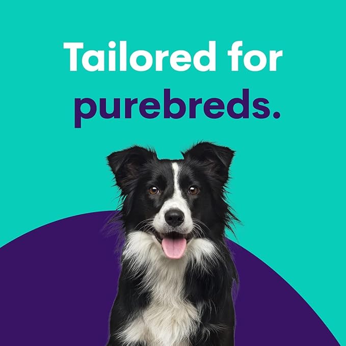 ORIVET Dog DNA Test Kit - Beagle Full Breed Profile | Puppy Testing Against 250 Medical Health Risks & Traits | Genetic Fingerprint & Wellness Plan | at Home Cheek Swab | Quick Results