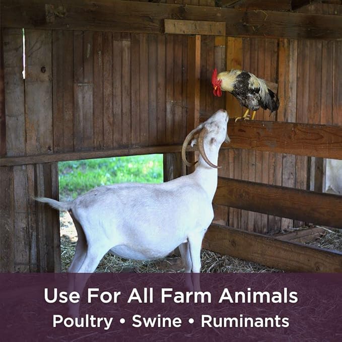 Dr. Connie's Probiotic + Electrolyte for Farm Animals | Supplement to Support A Healthy Gut | Veterinarian Formulated