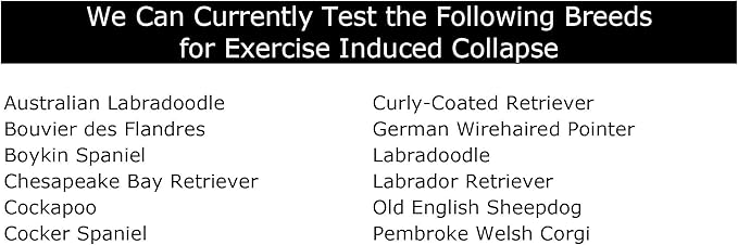 Dog Exercise Induced Collapse (EIC) DNA Test | Home Sample Collection Kit for 1 Canine | EIC Testing for Your Puppy | Results in 7 working days | A Complete Kit with No Extra Fees