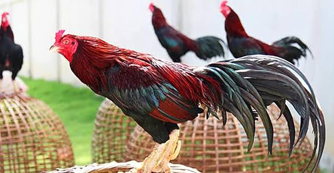 POWER PLUS 100 TABLETS, Fast Increasing Energy Formula Rooster Booster Vitamins Health Chicken Supplement for Good Health, Build Muscle, Blood, Power Feed Poultry Bird Fighting Gamecocks Hen Food