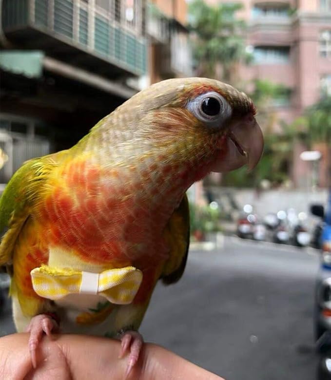 Bird Diaper Parrot Washable Diaper Nappies for Parakeet Cockatiel Mini Macaw Budgie Canary Flight Suit 2 Pcs